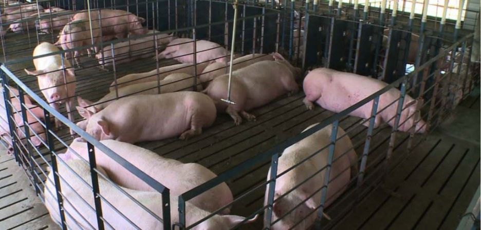 Good Slat Design Aid in Preventing Swine Lameness