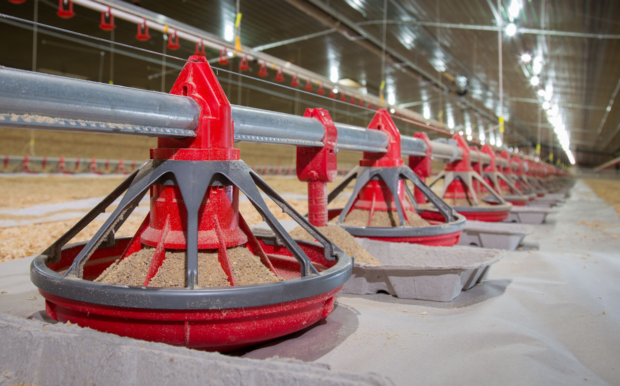 GrowerSELECT® Classic Flood poultry feed pans are available in multiple configurations to meet the feed system needs in a variety of production systems.