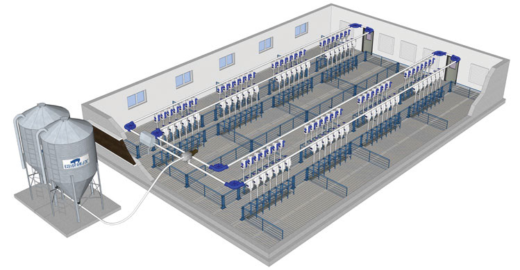 chain disc feed system layout for pig farm