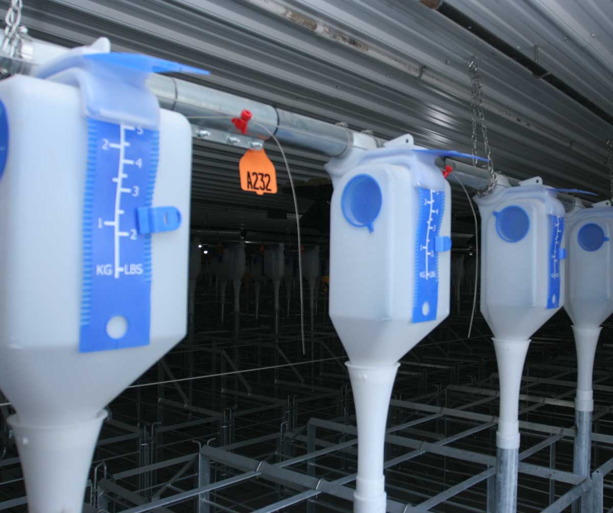 GrowerSELECT® Sow Drop feeders installed on Grow-Disk feed pipe in a gestation barn feeding installation.