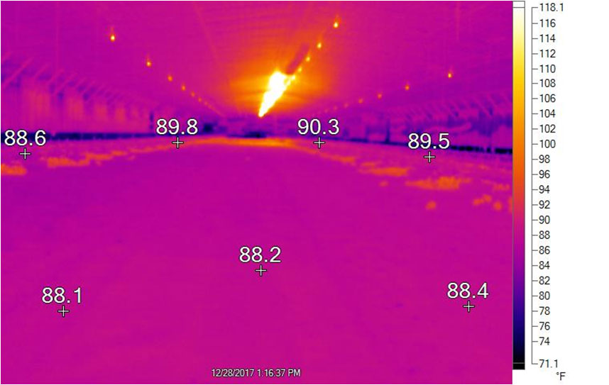 This thermal image shows litter temperatures on the floor 12 minutes after the heater has cut off. Radiant heat warms the litter to create a heat reservoir that keeps birds comfortable at all times. 